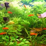 Las mejores plantas acuáticas para acuario de peces exóticos: ¡Descubre tus opciones ideales!