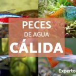 Los mejores peces para acuarios de agua salada en América Central: guía para principiantes