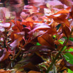 Ludwigia: Beneficios para el acuario con colores vibrantes y purificación del agua