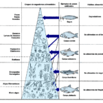 Mejora la alimentación de peces exóticos y evita deficiencias con dietas variadas