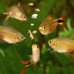 Mejora la salud de tus peces exóticos con alimentación especializada