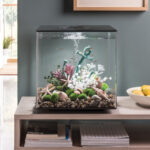 Minimum Aquarium Size for Exotic Fish: Discover the Requirements