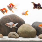 Normas para peces exóticos en acuarios: adquisición y mantenimiento