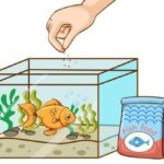 Nutrientes esenciales para peces exóticos: guía completa