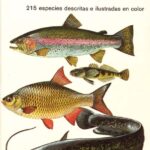 Peces de agua dulce en Europa: Características y requisitos