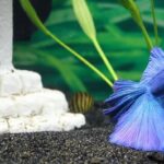 Plantas ideales para compañeros acuáticos en tu acuario de peces betta