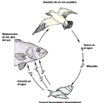 Prevén enfermedades en acuarios de peces exóticos con medidas de higiene eficaces
