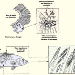 Prevención y causas de enfermedades en peces americanos