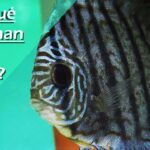 Prevenir y tratar enfermedades comunes en peces disco