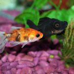 Tipos de peces tropicales ideales para tu acuario comunitario