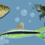 Todo sobre la fascinante reproducción de peces exóticos: descubre cómo