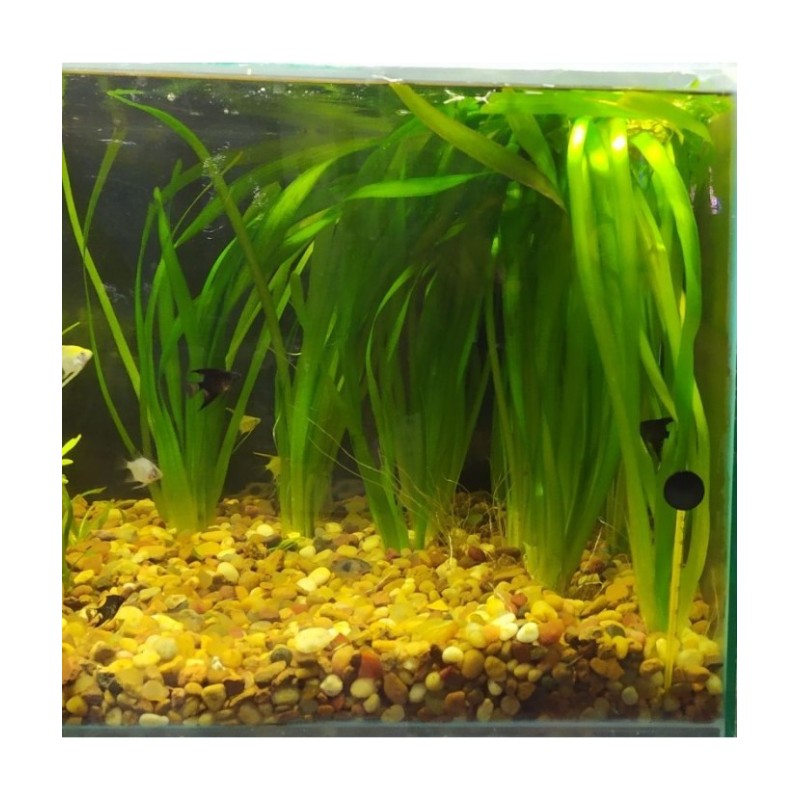 Vallisneria: La planta perfecta para acuarios de peces exóticos